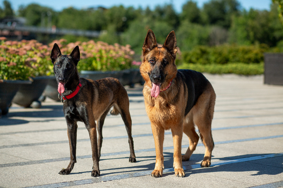 K9 Tips on Tuesdays: Late Summer Paw Care